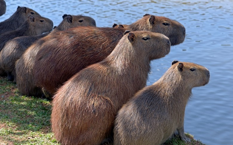 Há melhor amigo que uma capivara? : r/brasil