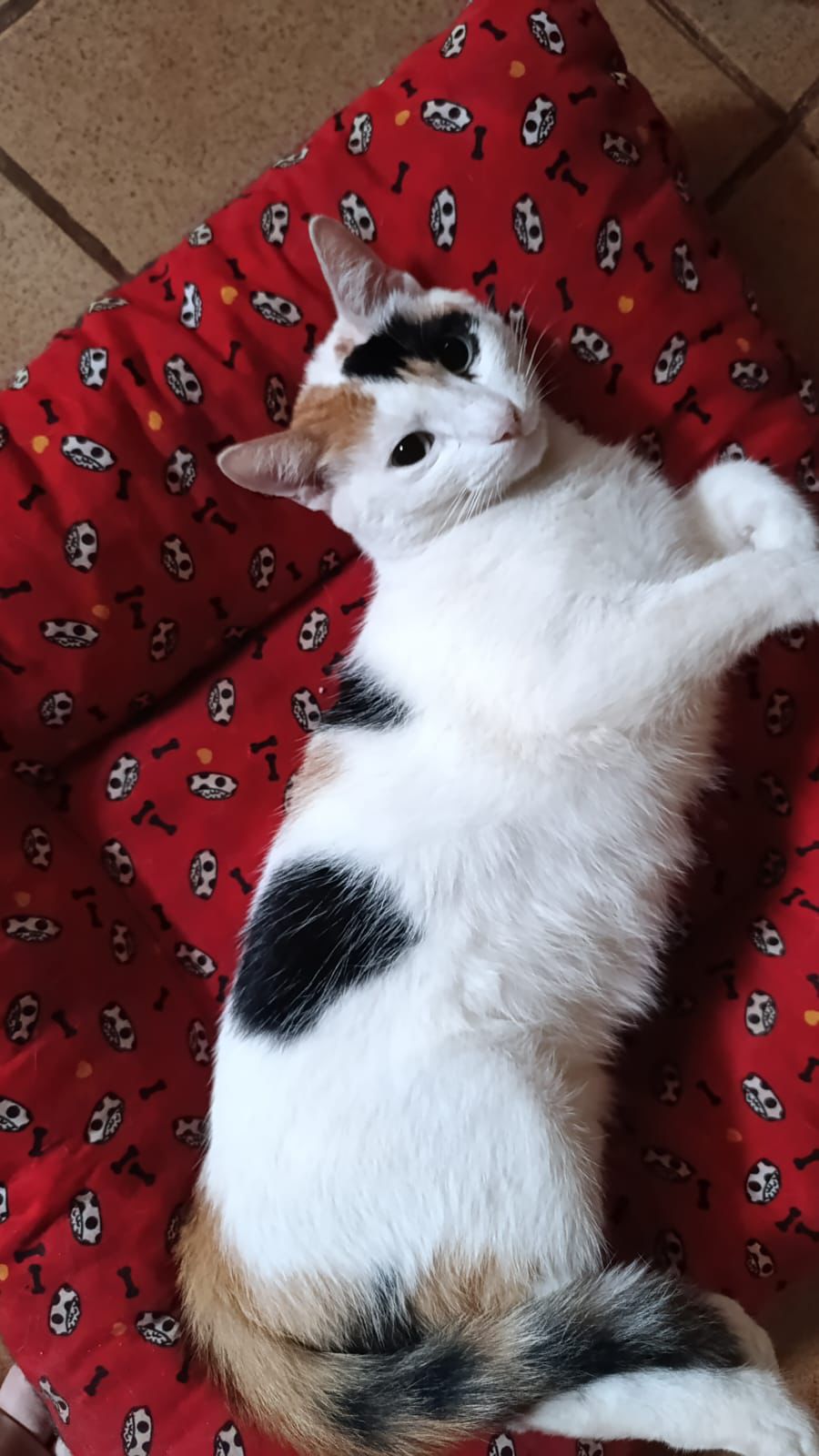 Bosque Zoológico Fábio Barreto Promove Arraiá Julino, image size:1600x900