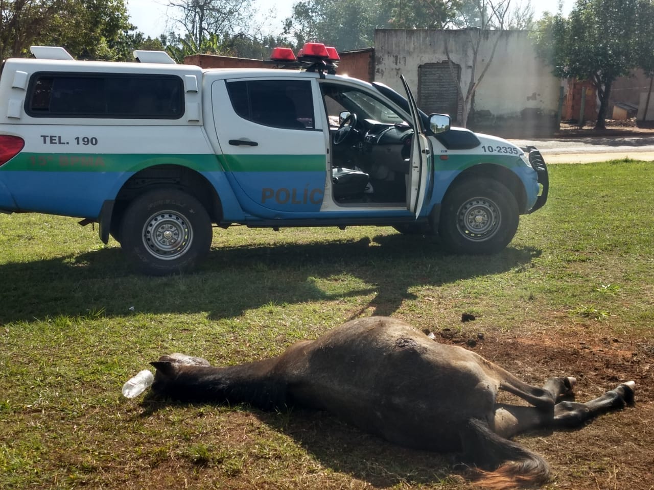 Cavalo abandonado em mata do Poço Fundo morre degolado em acidente